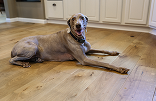 big dog laying on a wood floor that has durability for pets